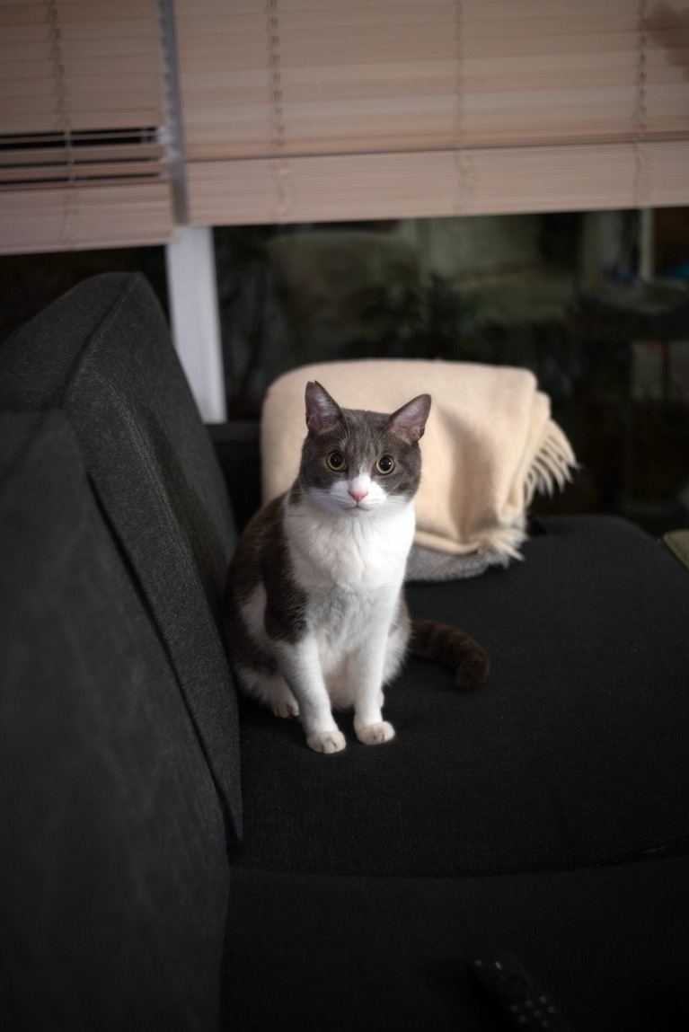 ぐり ♂ 推定9歳。いつもかわいい　びびり（sugitacoさん）