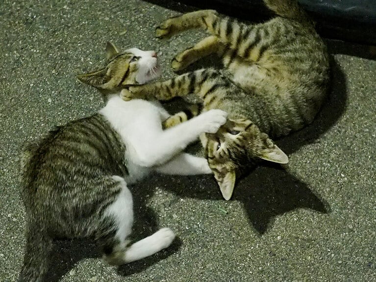 「肉球攻撃なのニャ！　さっき銀杏の実を踏んだのニャ！　くちゃいかにゃ？　くちゃいかにゃ？」「くちゃいのニャ……ギブアップなのニャ……」