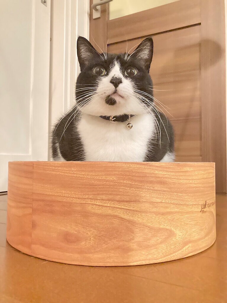 夕紅（ゆく） オス 3歳。かがみもち、えへん（ひよりさん）。