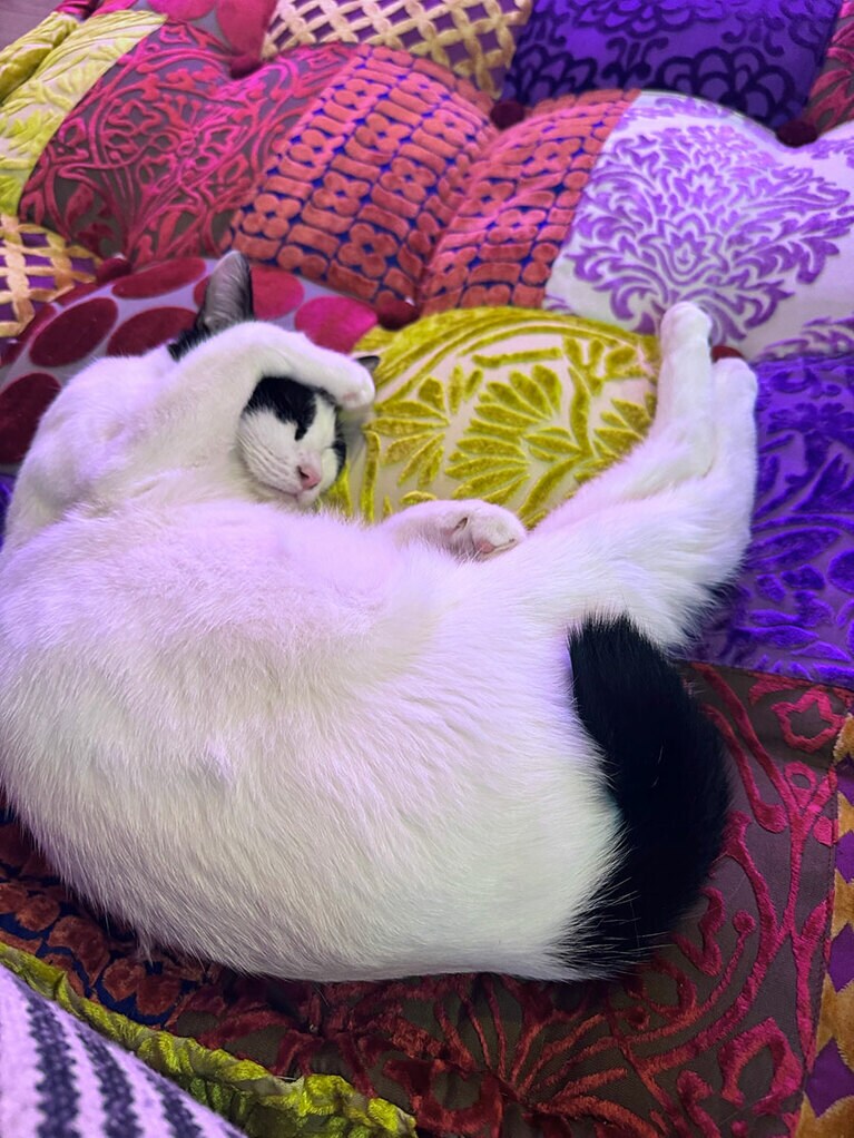 よもぎ ♀ 8カ月。自分で腕枕が届かない。