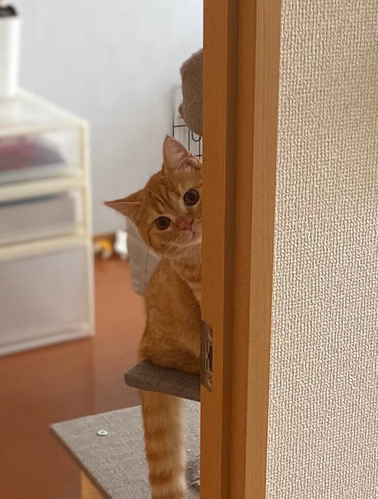 まる ♂ 0歳。「呼んだ？」の定番顔です。