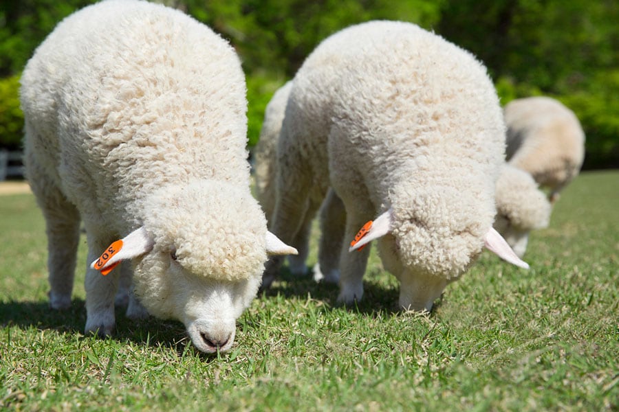 子羊のもこもこは、まるでぬいぐるみのよう。5月の「六甲山牧場」。