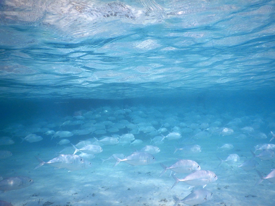 水上コテージの下にはギンガメアジの群れが。