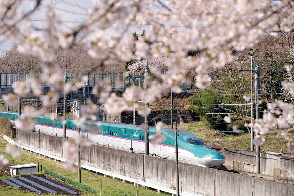 「はやぶさ」のグリーンと白の車体が、桜の風景に映える。ピンクのラインがアクセント。