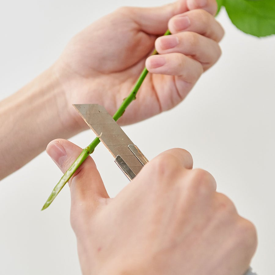 カッターナイフを茎にあてたら、後は茎を上にスライドさせればOK。