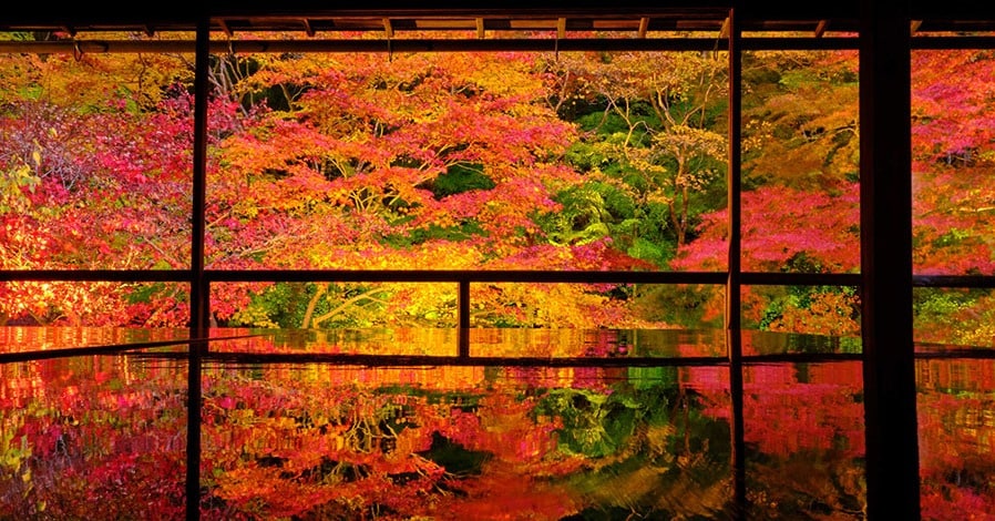 京都府 2024年版】秋の絶景・風物詩10選。 「幻の紅葉」とも称される