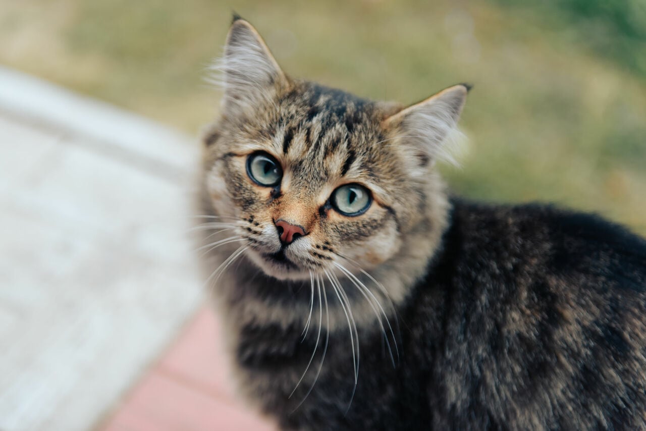 写真はイメージです　©アフロ