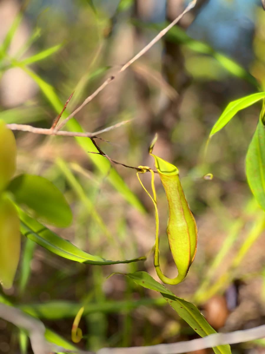 途中、食虫植物を発見！ 中は空っぽだった。