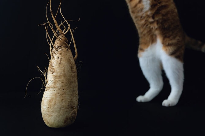 きょうは世界猫の日】写真家・安彦幸枝が撮る猫の表情「笑える表情から