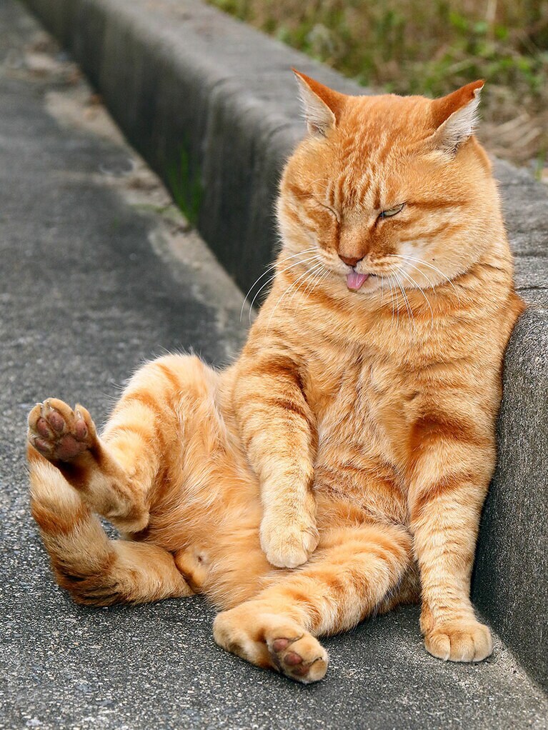 「ウィ～～～ヒック！ 『新ニャン会』メチャクチャ楽しかったのニャ～～♪ 飲み過ぎたのニャ～～～♪♪」