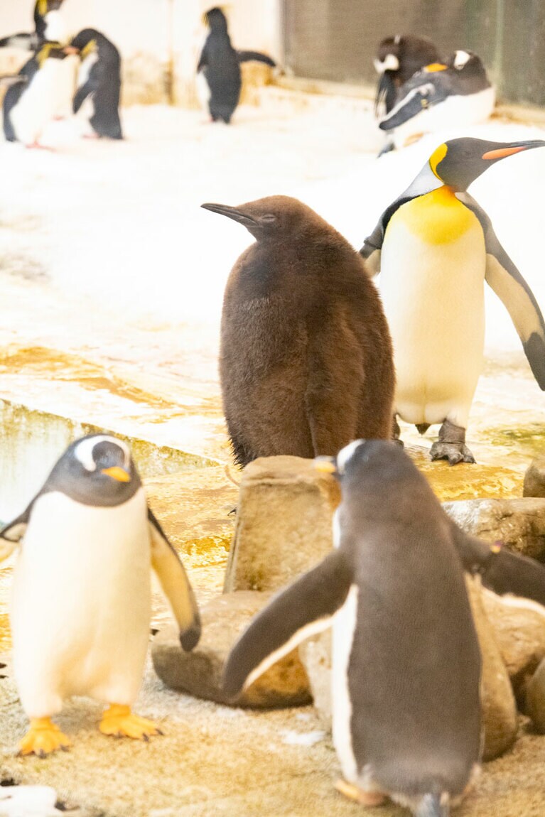 もこもこの羽毛に包まれてウトウト……。