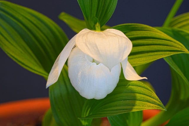 【北海道】礼文島。北海道観光振興機構