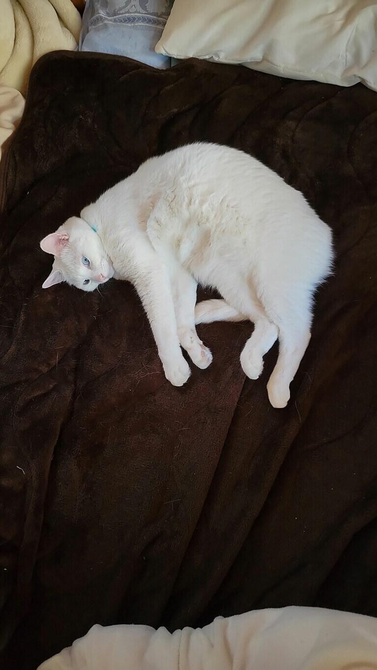 シロ ♂ 4歳。股がって寝る、ライダー猫してます（otakomaruさん）