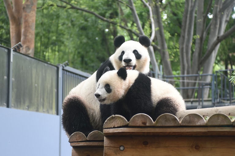 東園パンダ舎の屋外のシンシンとシャンシャン。2018年5月。（提供：公益財団法人東京動物園協会）