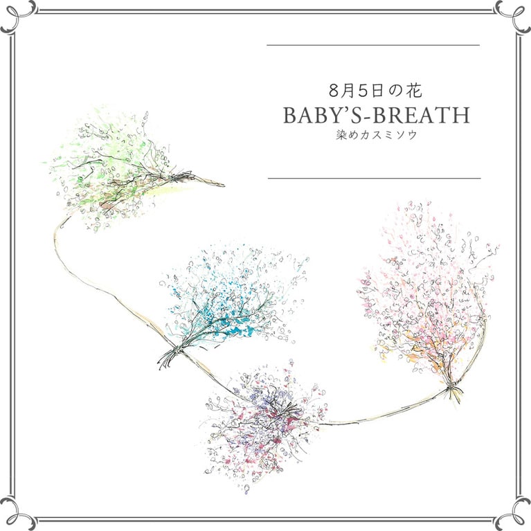 8月5日の花「染めカスミソウ」