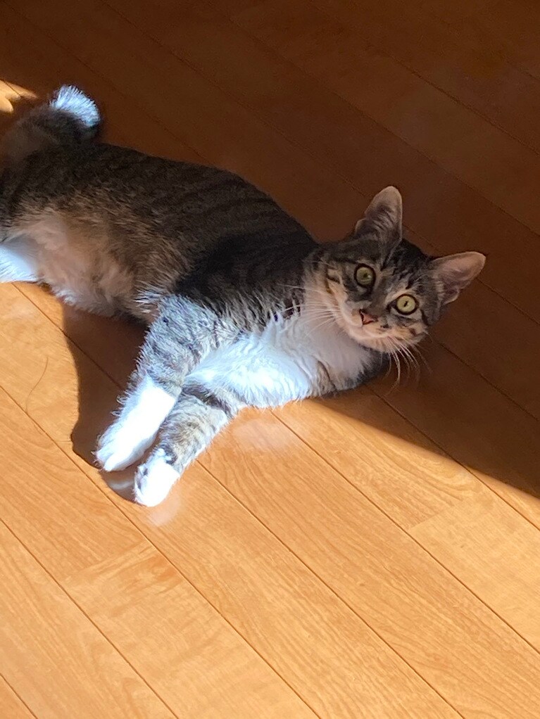 リル ♀ 0歳。半分ひなたぼっこ。