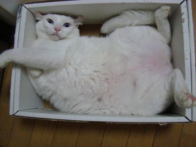 フウタ ♂ 14歳。はい、ポーズ。