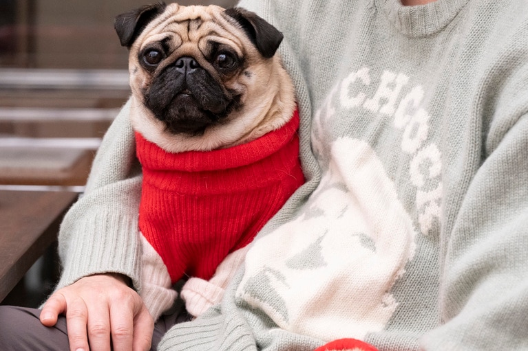 要求が少ないこはだくん。