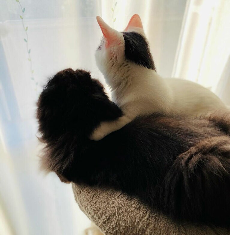 むぅ（黒）ともひ（白） ♀ 2歳（撮影時1歳）。肩を組んでニャルソック中（むむもん母さん）