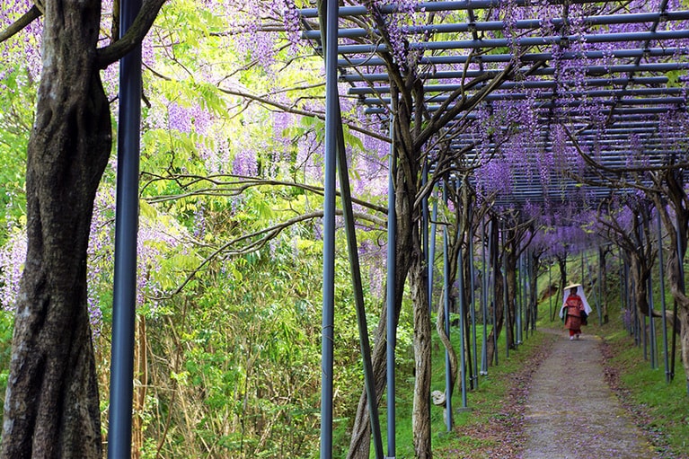 日本一の藤棚ロード。