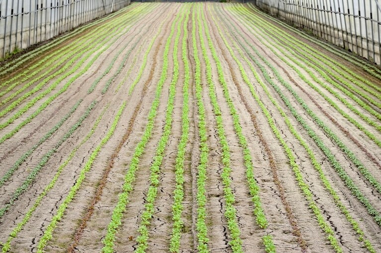 ハウスでは40メートルを超す長い畝で常時8種類以上のリーフを栽培。