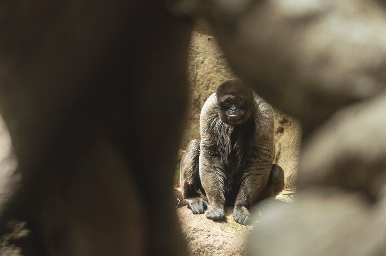 ウーリーモンキー。名前の由来は体全体が「羊毛状の柔らかい毛に包まれているから」。南米で暮らす「新世界サル」は鼻の穴が横を向いているのが特徴で、広鼻猿と呼ばれます。尻尾を手足のように使うのも特徴。なんと尻尾の内側には指紋と同じような役割をする「尾紋」が！