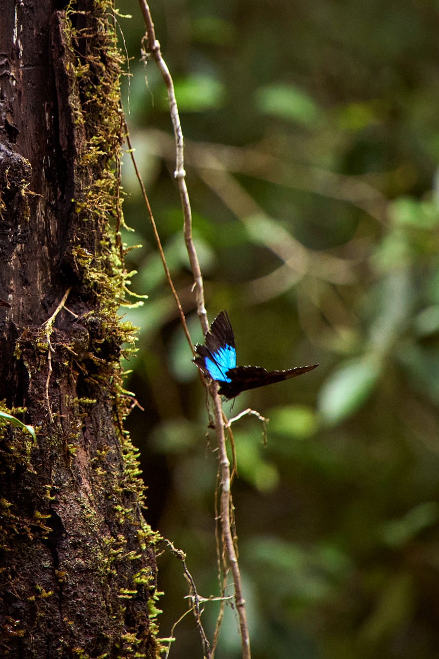見ると幸運を招くと言われる青い蝶、ユリシス・バタフライ。