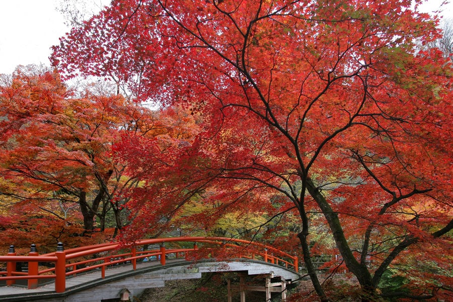 河鹿橋と紅葉。