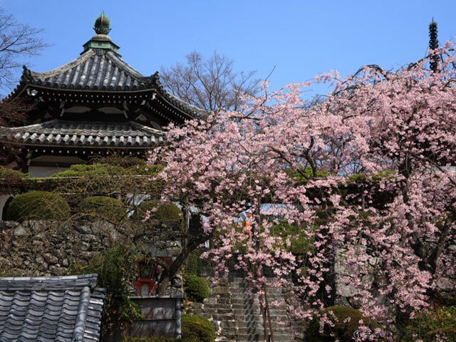 善峯寺に咲き誇る樹齢300年の桂昌院桜 西行桜、千眼桜も眺めたい大原野