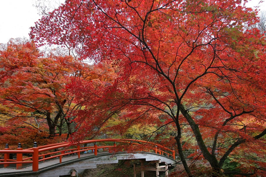 河鹿橋と紅葉／群馬県