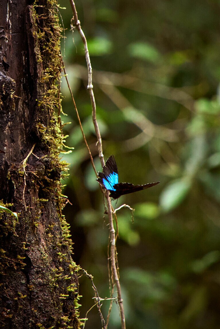 見ると幸運を招くと言われる青い蝶、ユリシス・バタフライ。