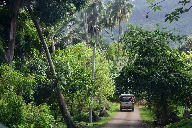 ヤシやパンノキなど、食べられる植物が繁茂。パンノキは50種もあるとか。