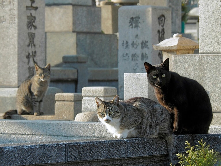 「秋の『お彼岸』なのニャ♪ ご先祖様たちにお供え物は何が嬉しいかインタビューしたから教えてやるのニャ～♪」「こちらのご先祖様は『ちゅ～る』が嬉しいと仰っておるのニャ～♪」「あちらのご先祖様は『モンプチ』が嬉しいと仰っておるのニャ～♪」