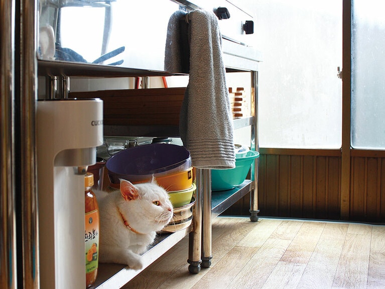 台所のステンレスのひんやり感を堪能するヒック。