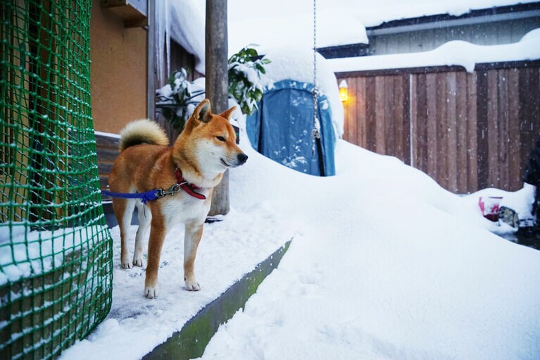 宿泊客の到着を待つはっちー。