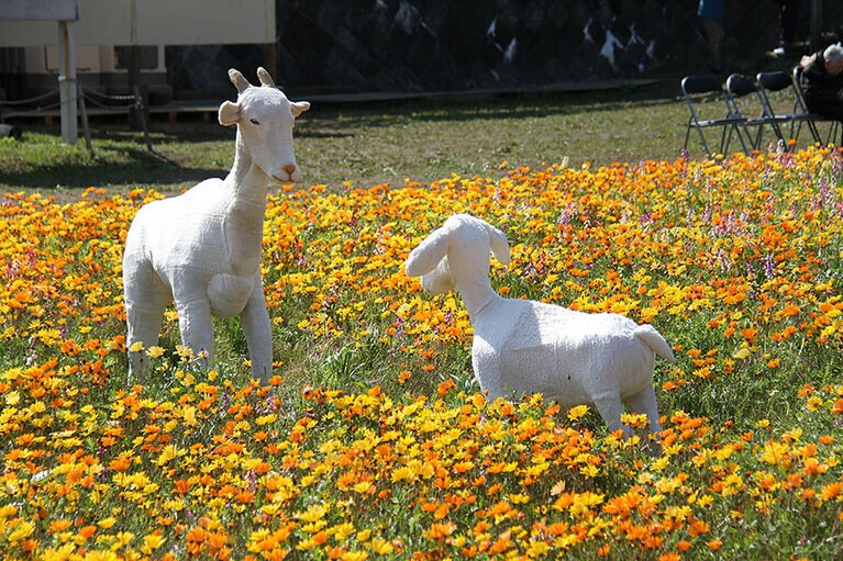 那賀花畑（カカシ）。