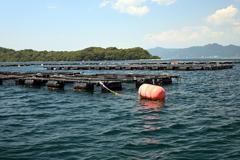 トラフグ養殖の北限、敦賀。養殖に適した条件が整っています。