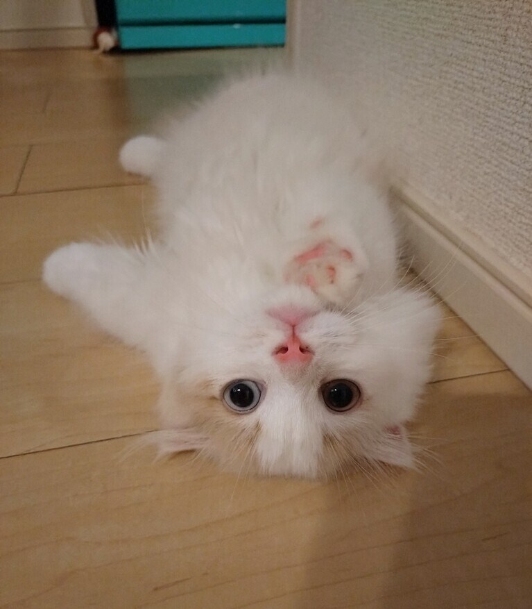 りん ♂ 0歳。家に来てすぐにリラックス。お腹いっぱいのポンポコリンになりチョイチョイされて振り返った時のこの格好に可愛すぎて笑いました（ゆうちゃんさん）