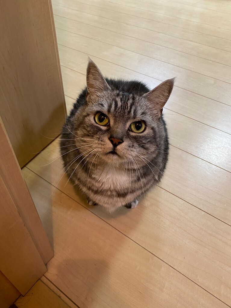 みんと ♀ 12歳。ドアを開けたらクリクリおめめで待っていた時の写真です。