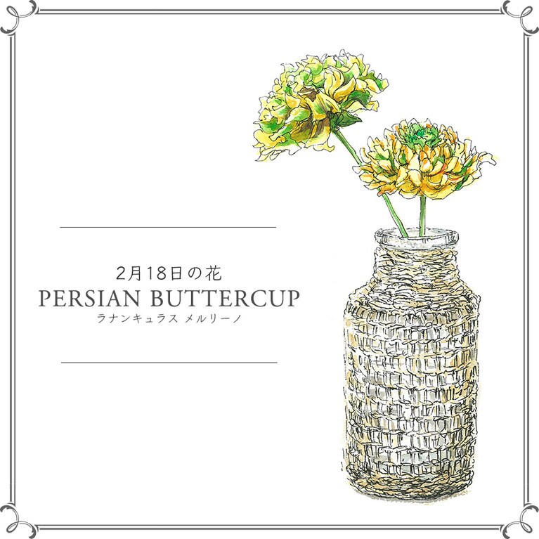 2月18日の花「ラナンキュラス メルリーノ」