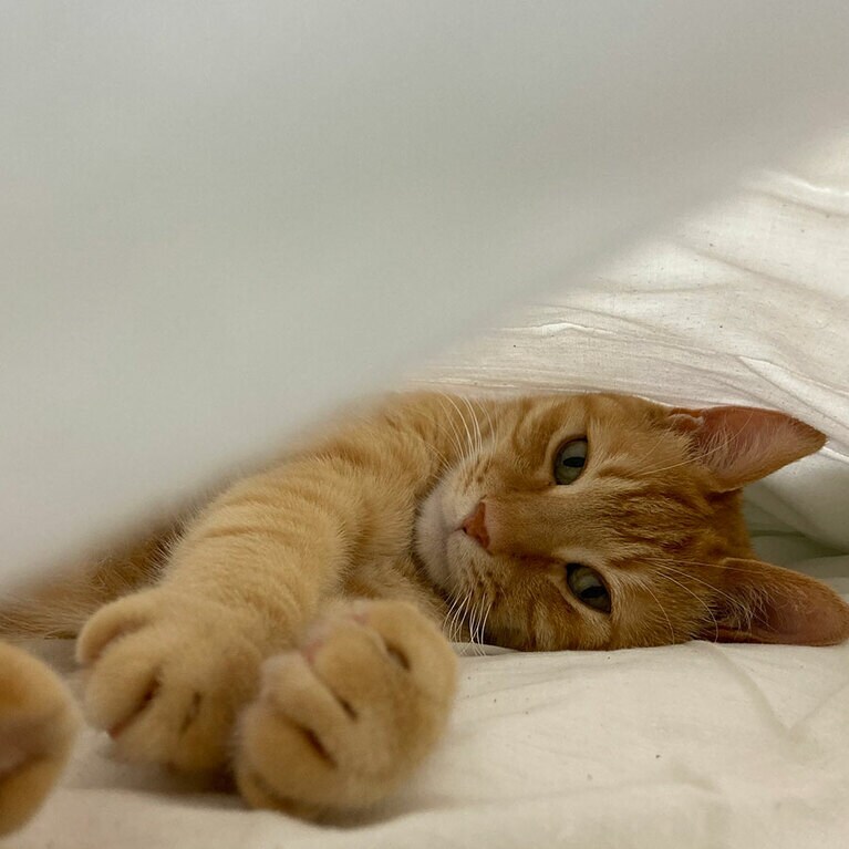 そら豆 ♂ 5歳。「あざと男子！　先輩猫へのちょっかいは、ほどにしてね」