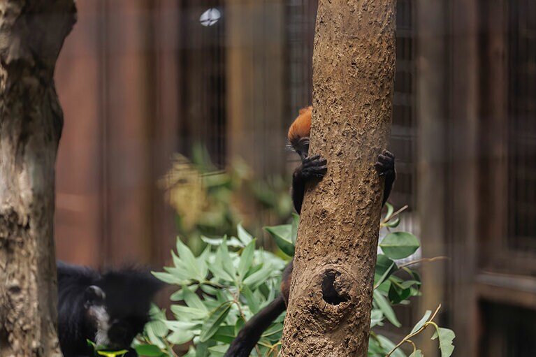 チョコとミント。