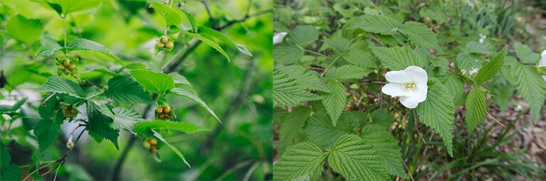 写真左：4月から5月上旬に咲くシロヤマブキ　写真右：ヤマブキの花びらが5枚なのに対し、こちらは4枚。訪れたときには花は終わっていて、4つずつ生る実をつけていました。
