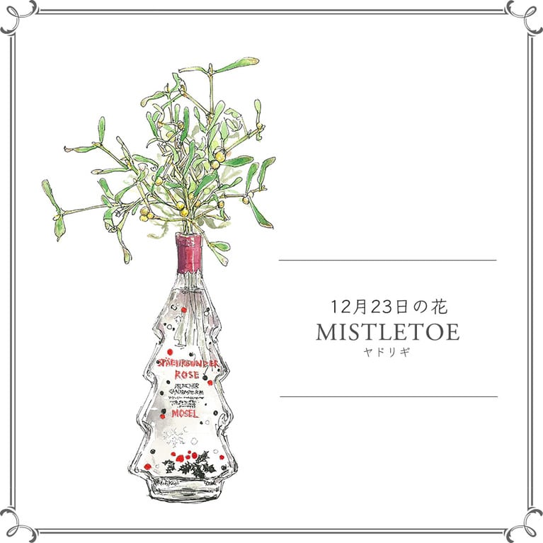 12月23日の花「ヤドリギ」