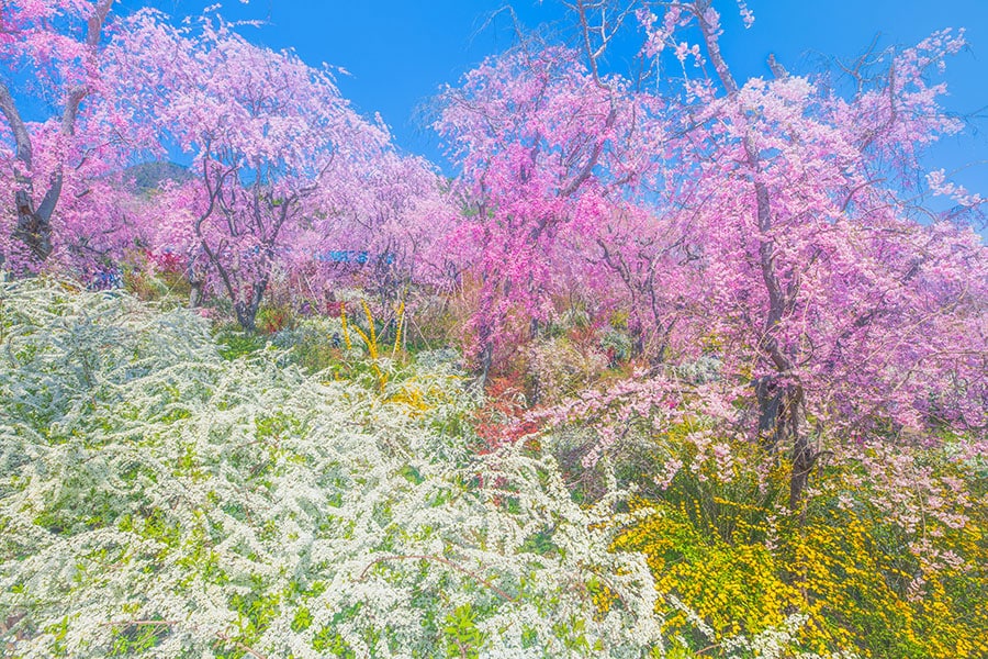 【京都府】原谷苑の桜。写真：leochaume0124/イメージマート