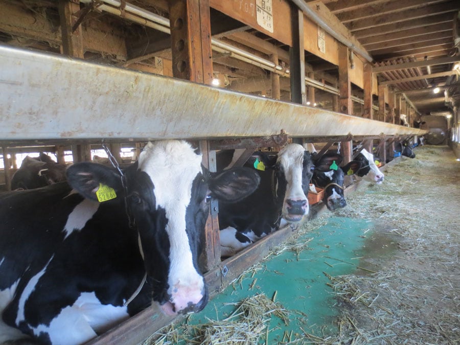 お店のすぐ隣にある牛舎の牛。換気や餌にこだわり、大切に育てられている。