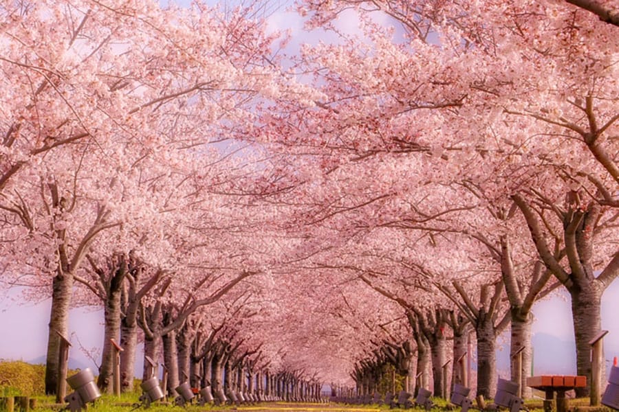 【兵庫県】おの桜づつみ回廊。