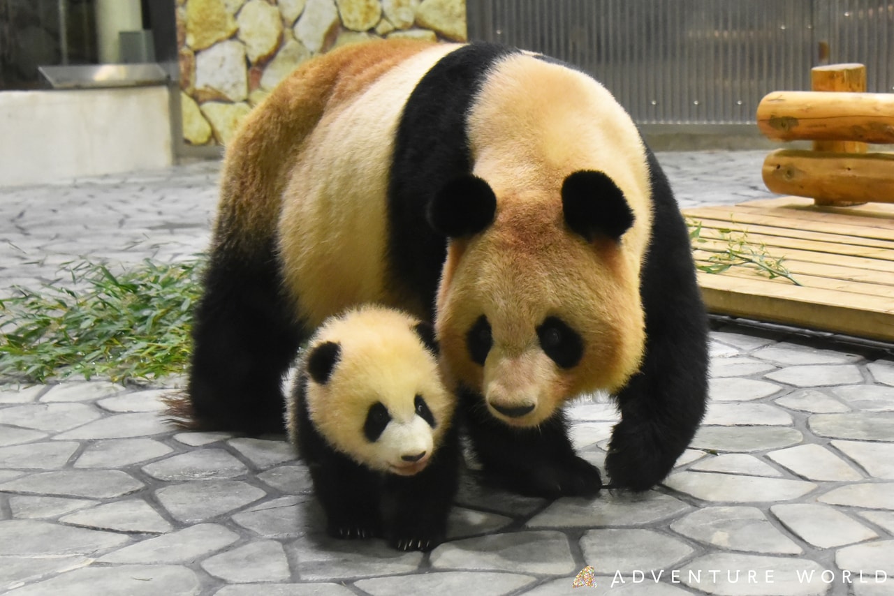 良浜と彩浜。©アドベンチャーワールド