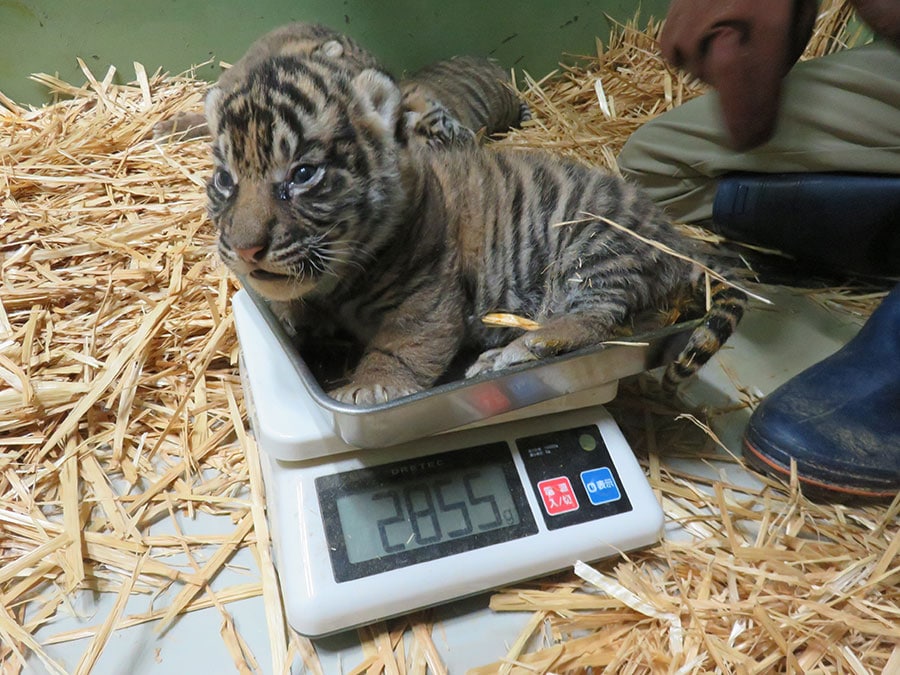 体重測定中。2023年12月30日撮影／写真提供＝公益財団法人 東京動物園協会