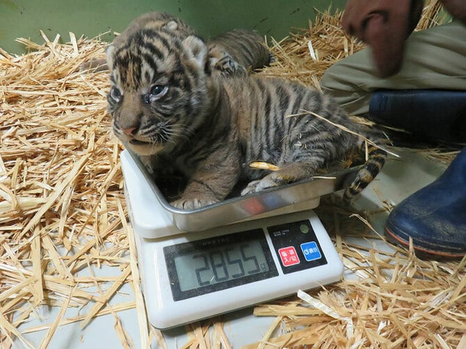 体重測定中。2023年12月30日撮影/写真提供=公益財団法人 東京動物園協会